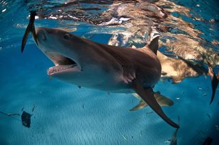 A lemon shark in the Bahamas looking for a meal.