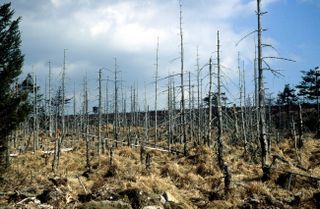 A forest in the Czech Republic, decimated by acid rain from a nearby power plant.