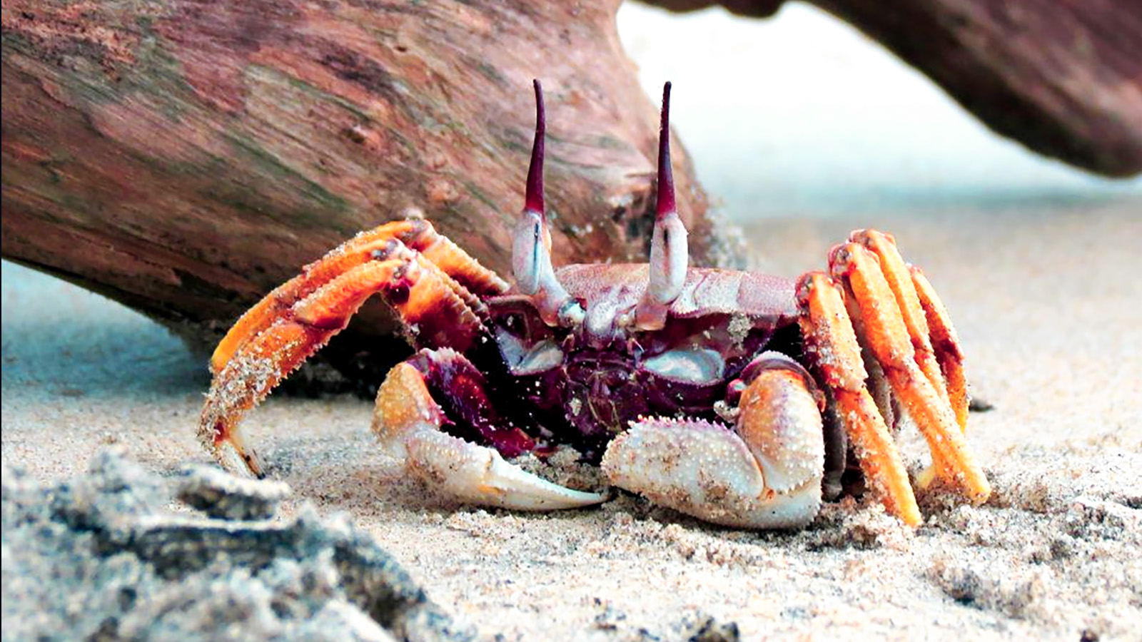 A crab