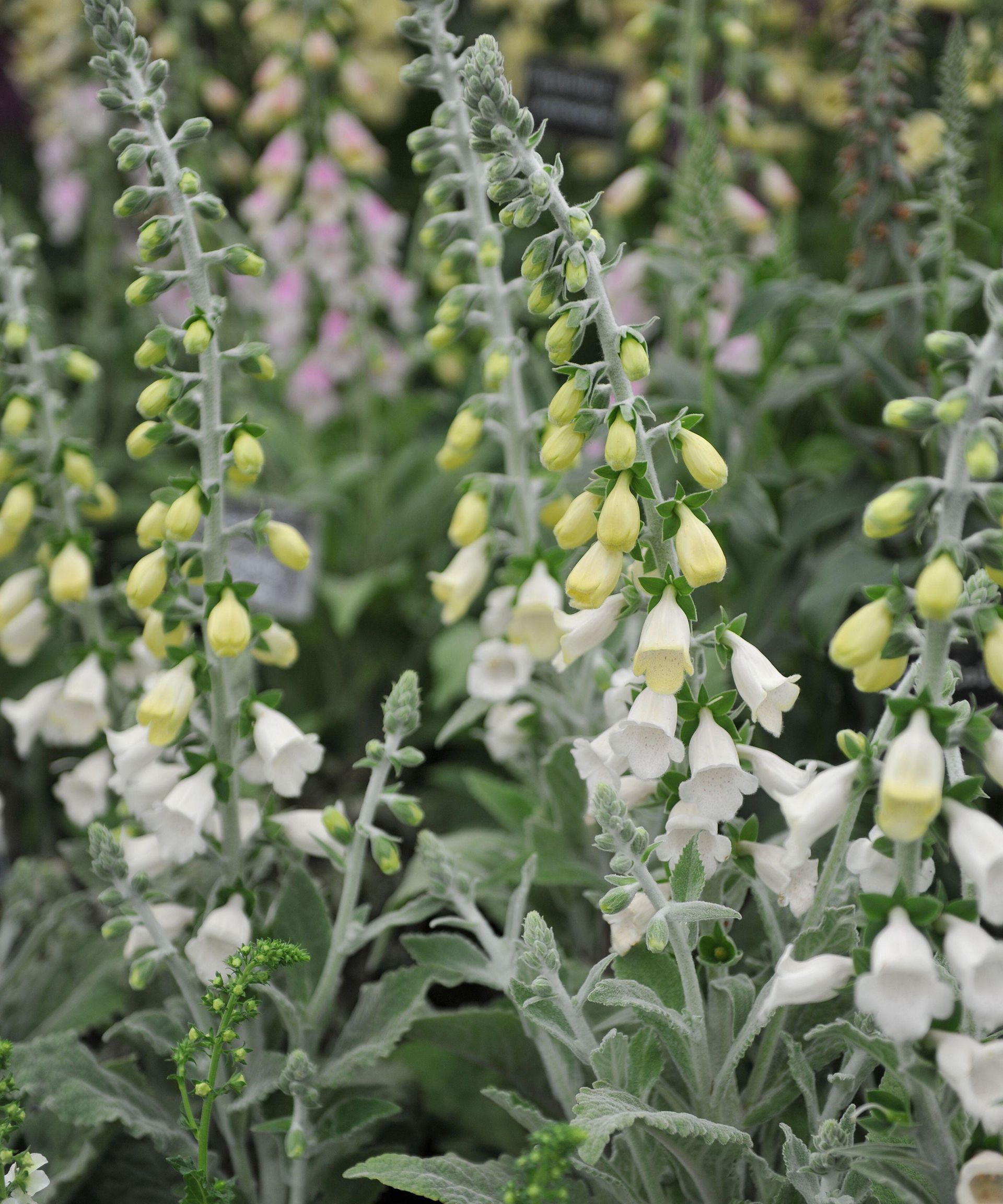 D. purpurea subsp. heywoodii 'Silver Fox’
