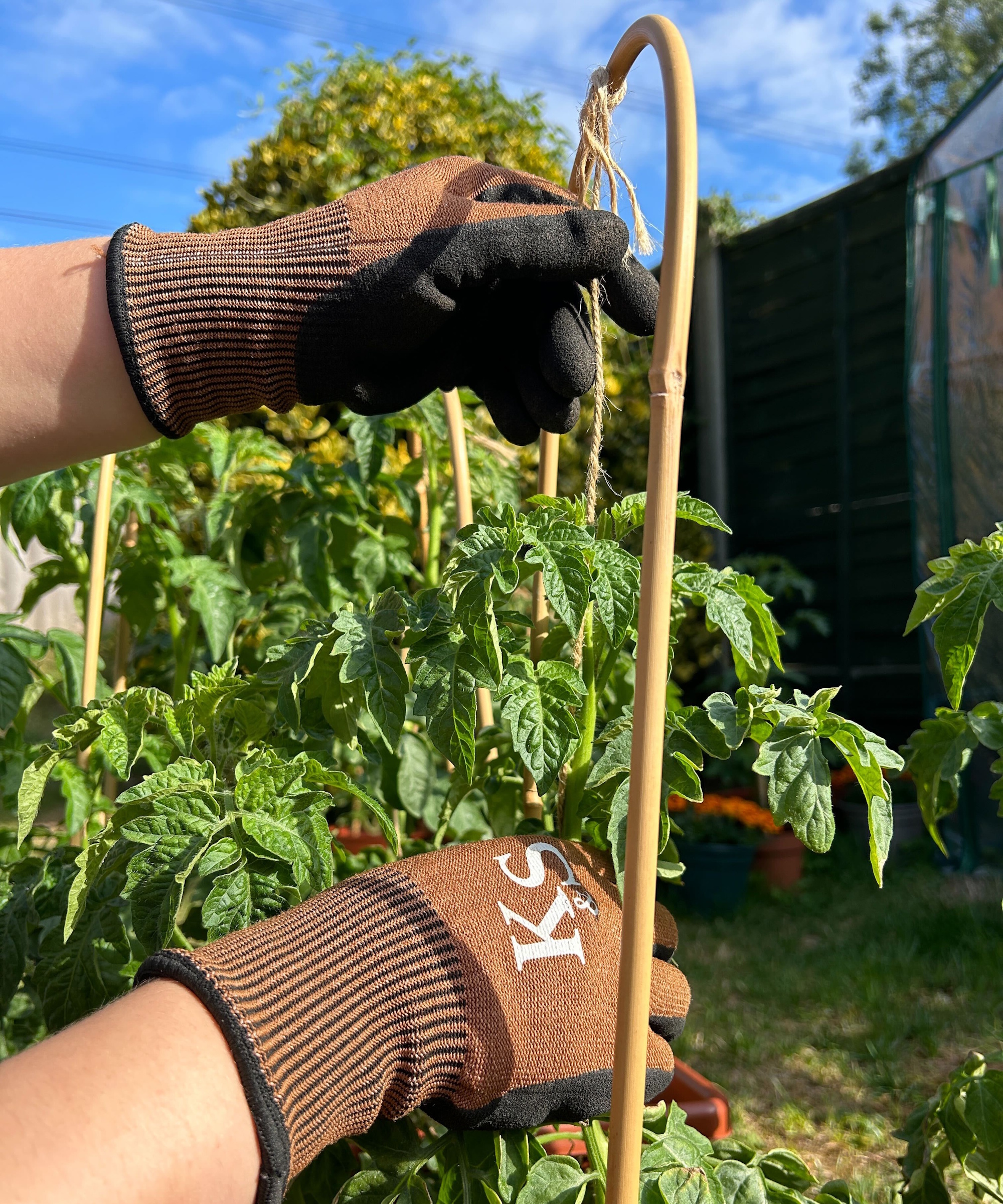Tomato string method