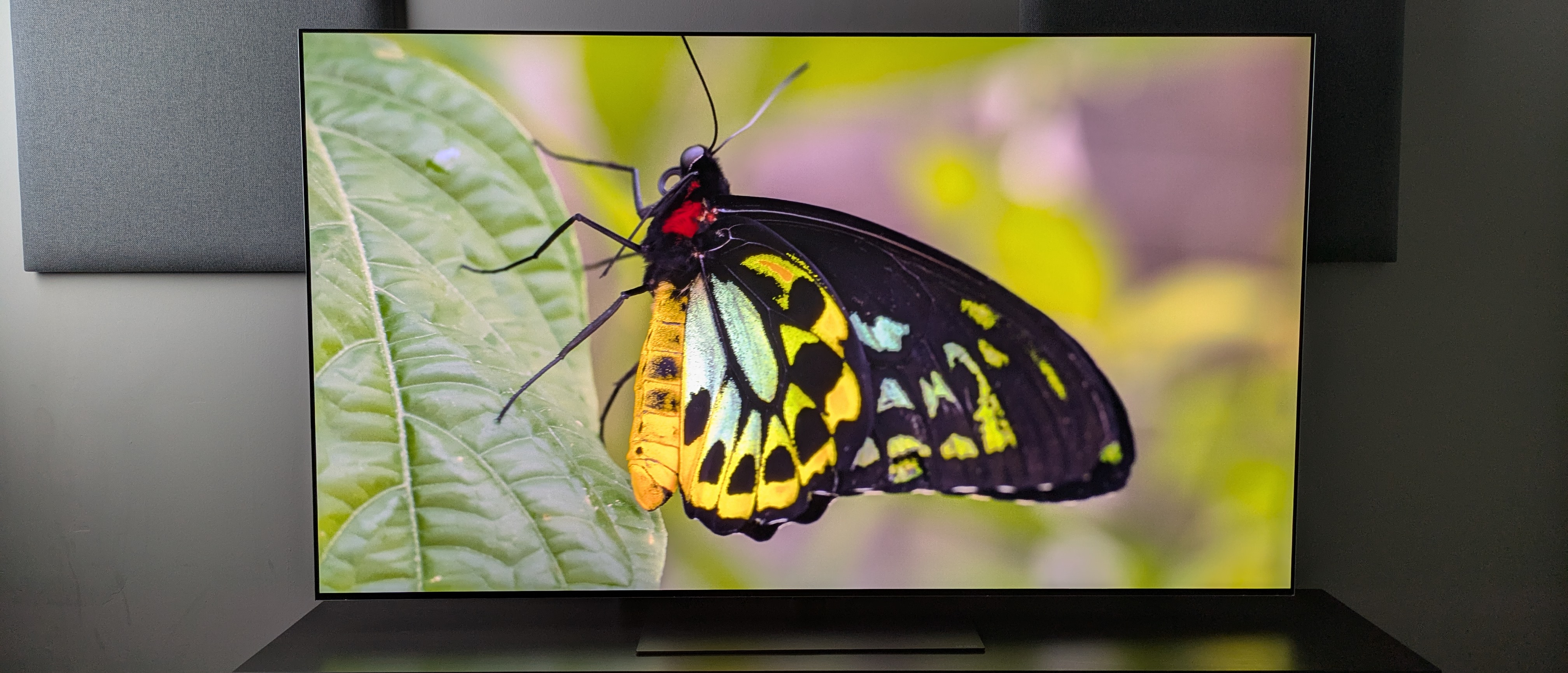 LG G6 OLED TV hero image showing green and yellow butterfly on leaf 