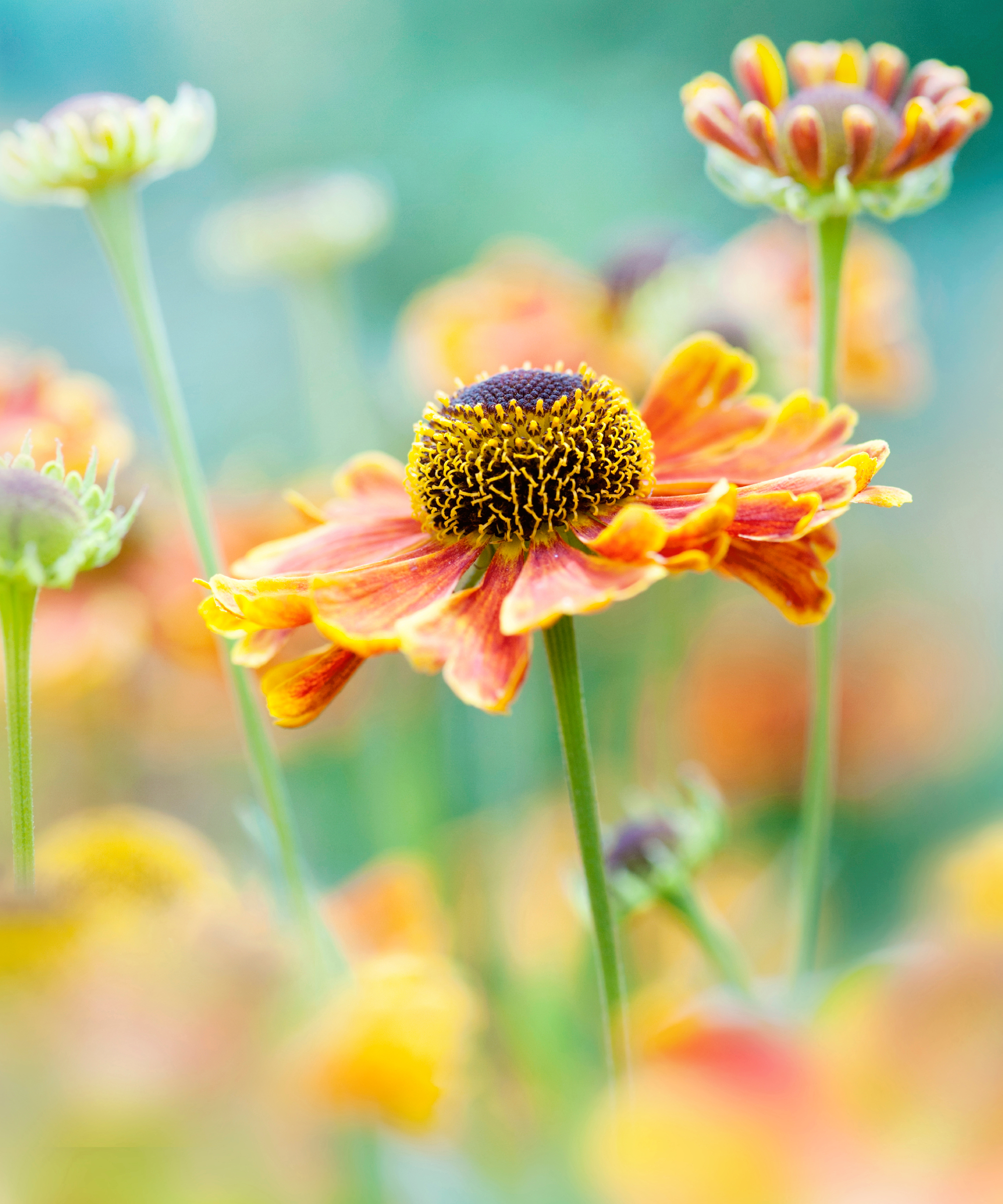 sneezeweed or helenium