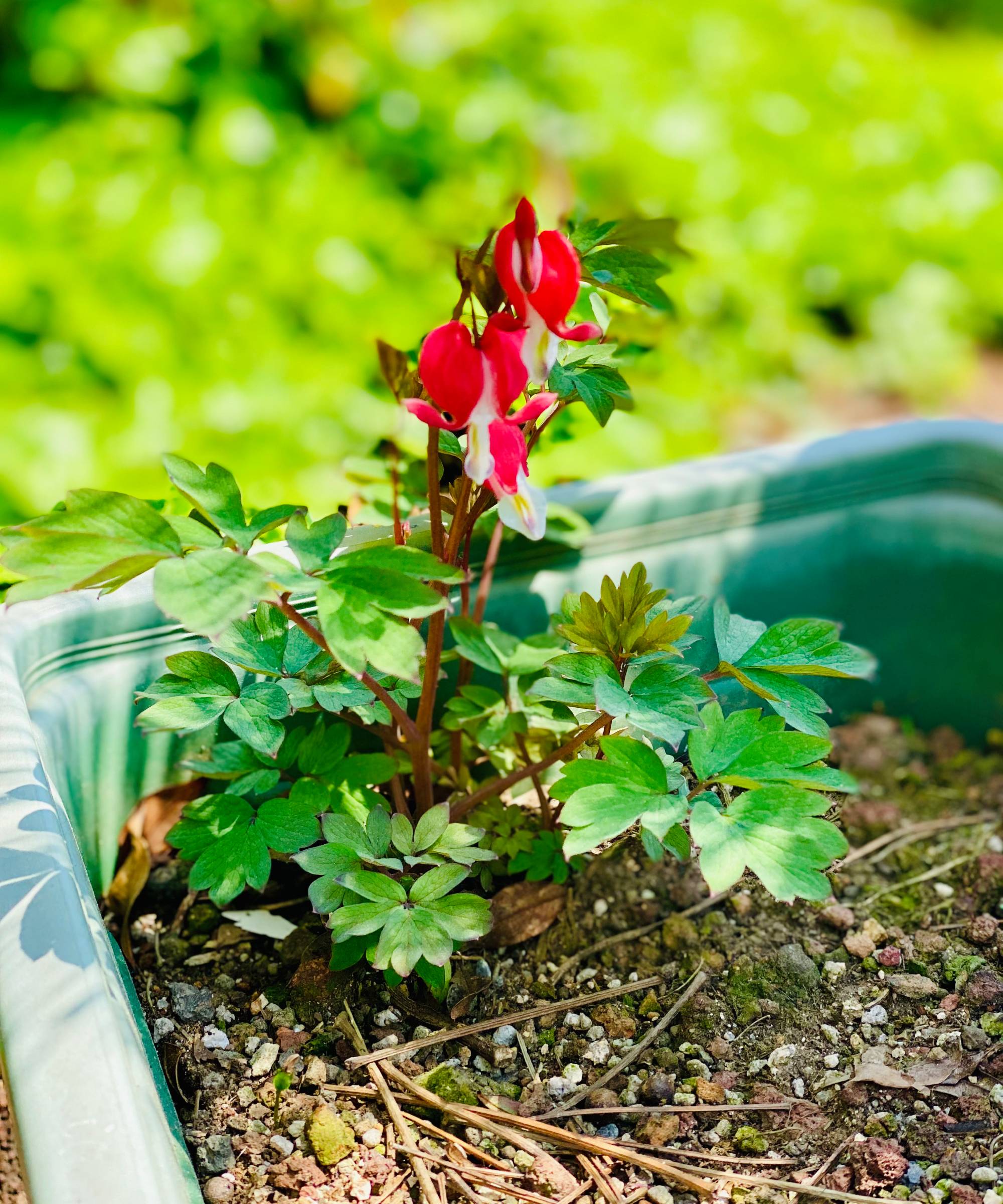 Small bleeding heart plant in a container