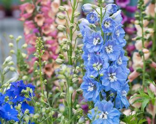 Delphinium Magic Fountain flowers