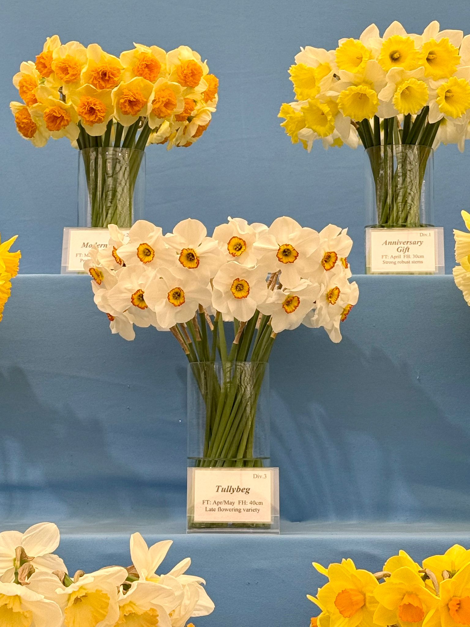 Image of various daffidils in vases. Front and centre is the variety Tullybeg, which has a yellow centre with white petals