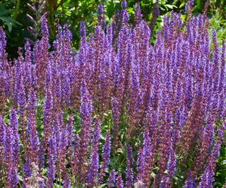 Salvia growing in a garden