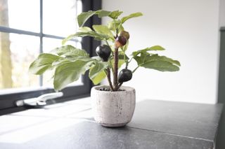 fig tree in a pot growing indoors