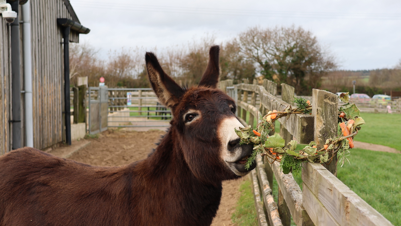 3. Adoption donkey Tornado Festive Enrichment Sidmouth Credit TDS