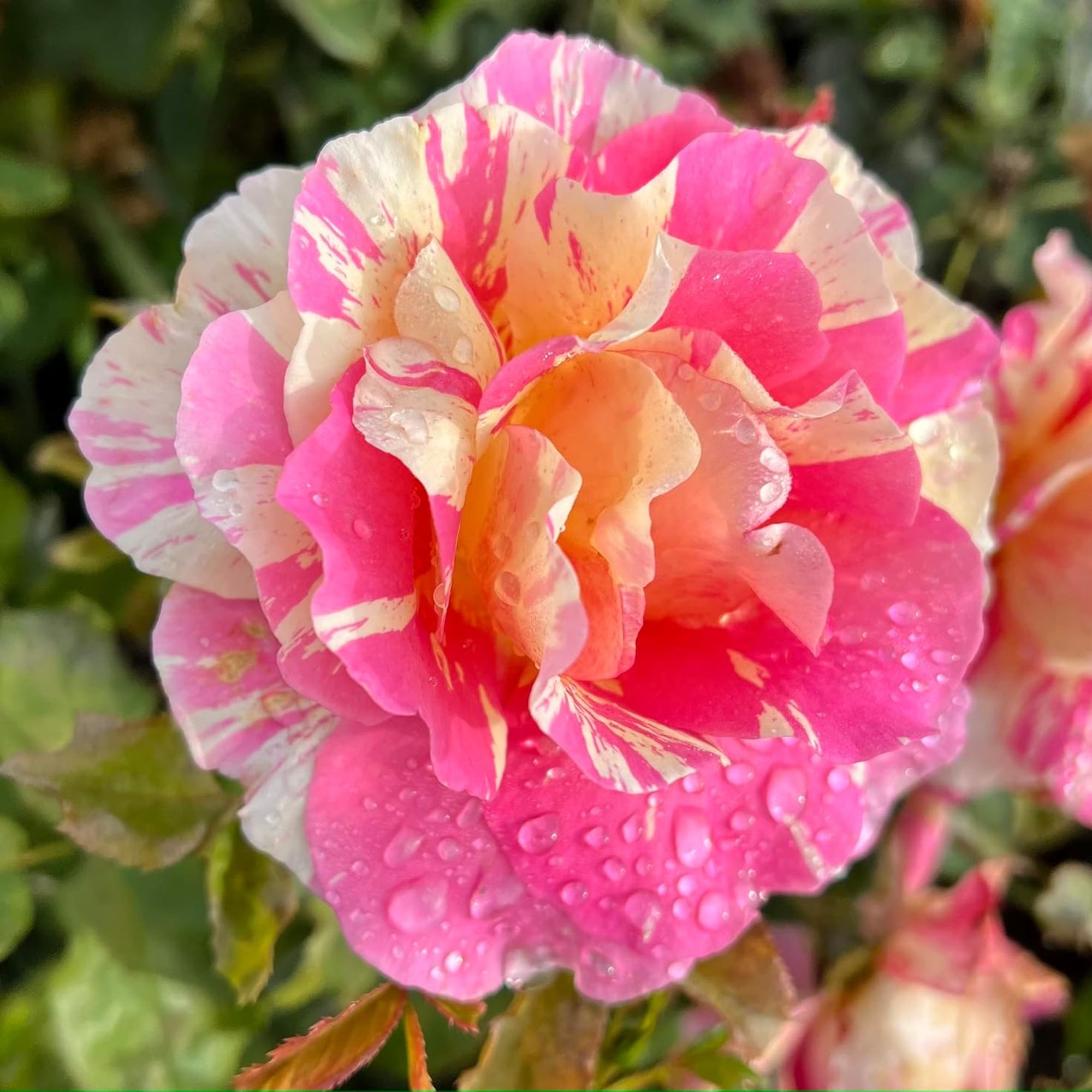 'Claude Monet' Climbing Rose
