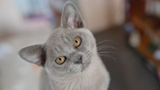 Burmese cat