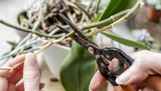 The stem being cut from an orchid