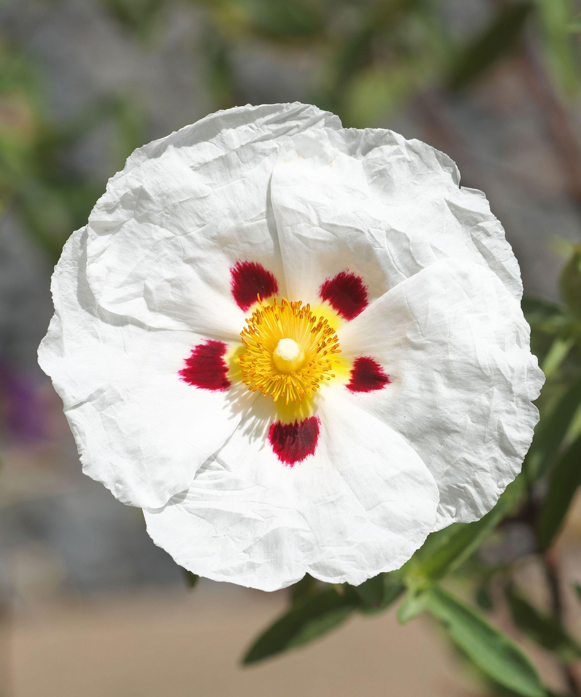 papery white flowers of Cistus 'Alan Fradd'