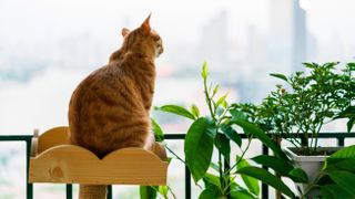 Ginger cat sitting on cat tower looking outside