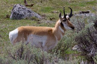 In 2012, Wildlife Services mistakenly killed dozens of ungulates with neck snares and foothold traps, including several pronghorn antelope.