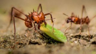 A leafcutter ant (Atta cephalotes) uses its metal-laced mandibles to cut through a leaf.