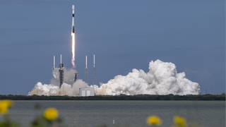 A black and white SpaceX rocket launches with yellow flowers in the foreground.