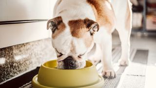Dog eating out of yellow food bowl