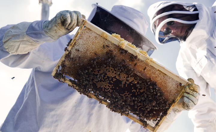 Bee-keepers from Melbourne Rooftop Honey at work atop the city&#039;s Federation Square