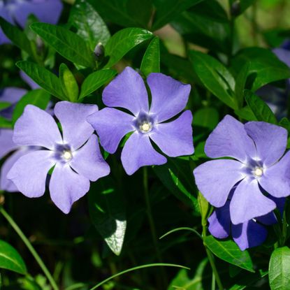 Flowering lesser periwinkle growing in garden