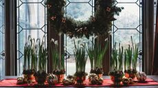 Paperwhite bulbs grow in bowls on a window ledge. 