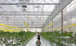 Agrotopia greenhouse interior