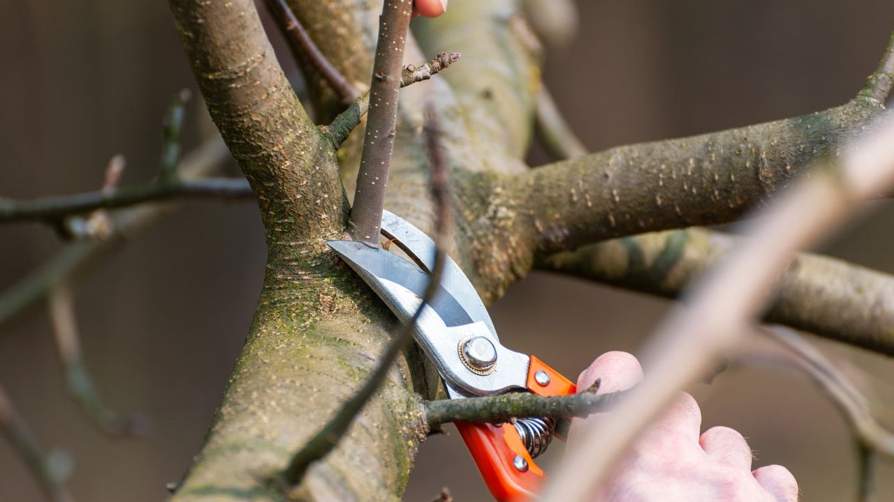 Pruning fruit trees with pruning shears in winter