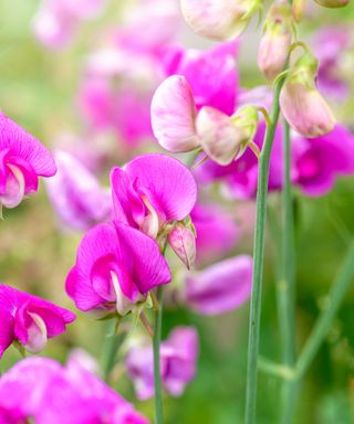 cottage garden container of sweet peas