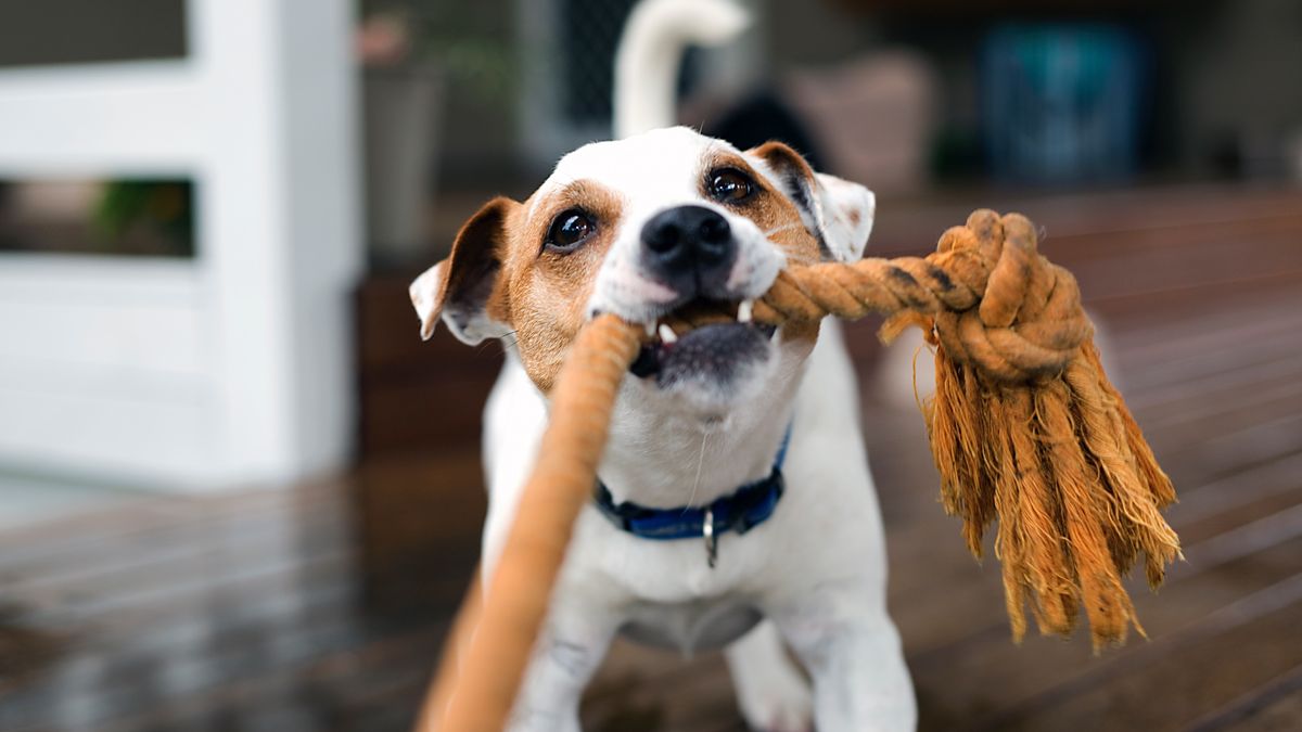 Dog tugging on rope