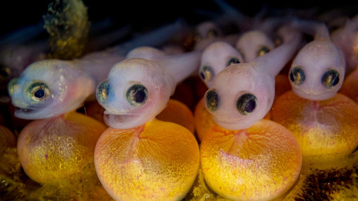 Ocean Photographer of the Year 2024: See stunning photos of hungry whale, surfing seagull, freaky fish babies, land-loving eel and adorable toxic octopus