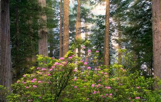 Rhododendrons