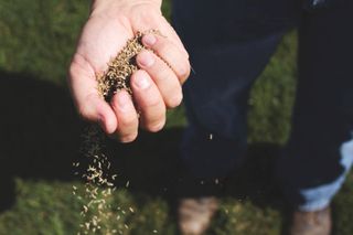 Hand holding grass seed with some spilling out onto the ground