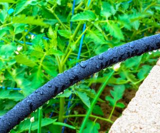 Water dripping from black rigid soaker hose with the garden in the background