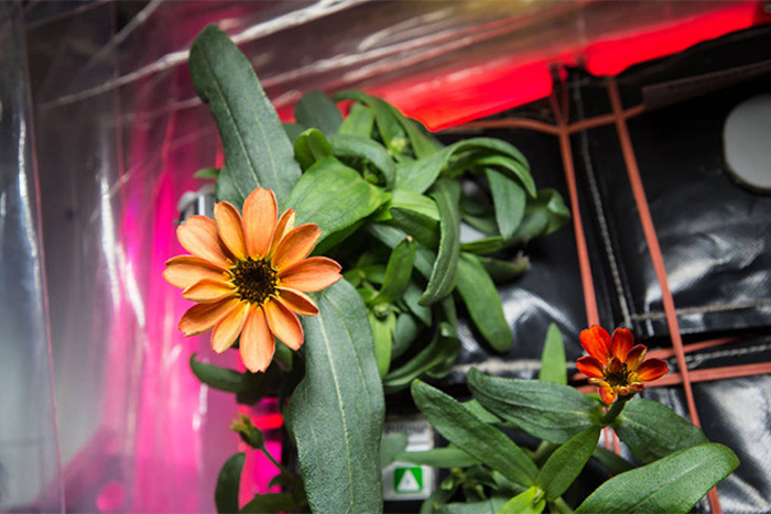 Zinnia in space saved from mold