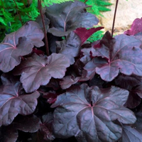 Heuchera 'Obsidian' Coral Bells | Available at Nature Hills