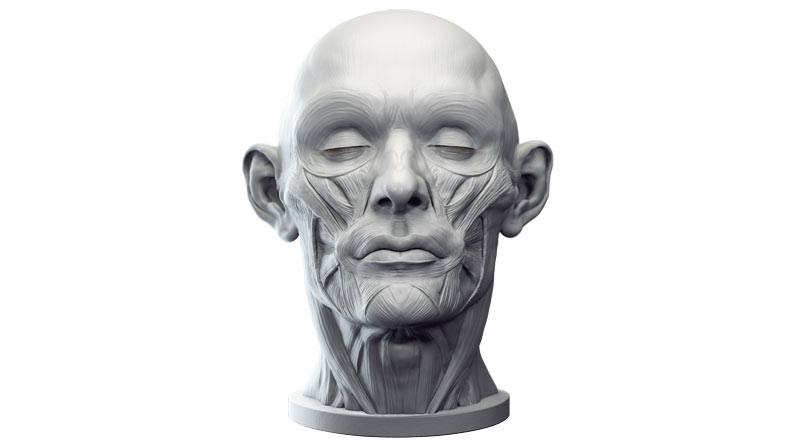 Discover the secrets of sculpting faces
