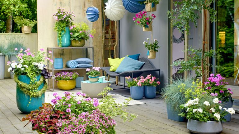 patio with pots and containers planted with pretty pelargoniums