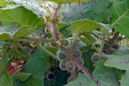 Naranjilla Tree Full Of Fruits