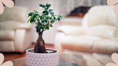 picture of bonsai tree on coffee table in living room