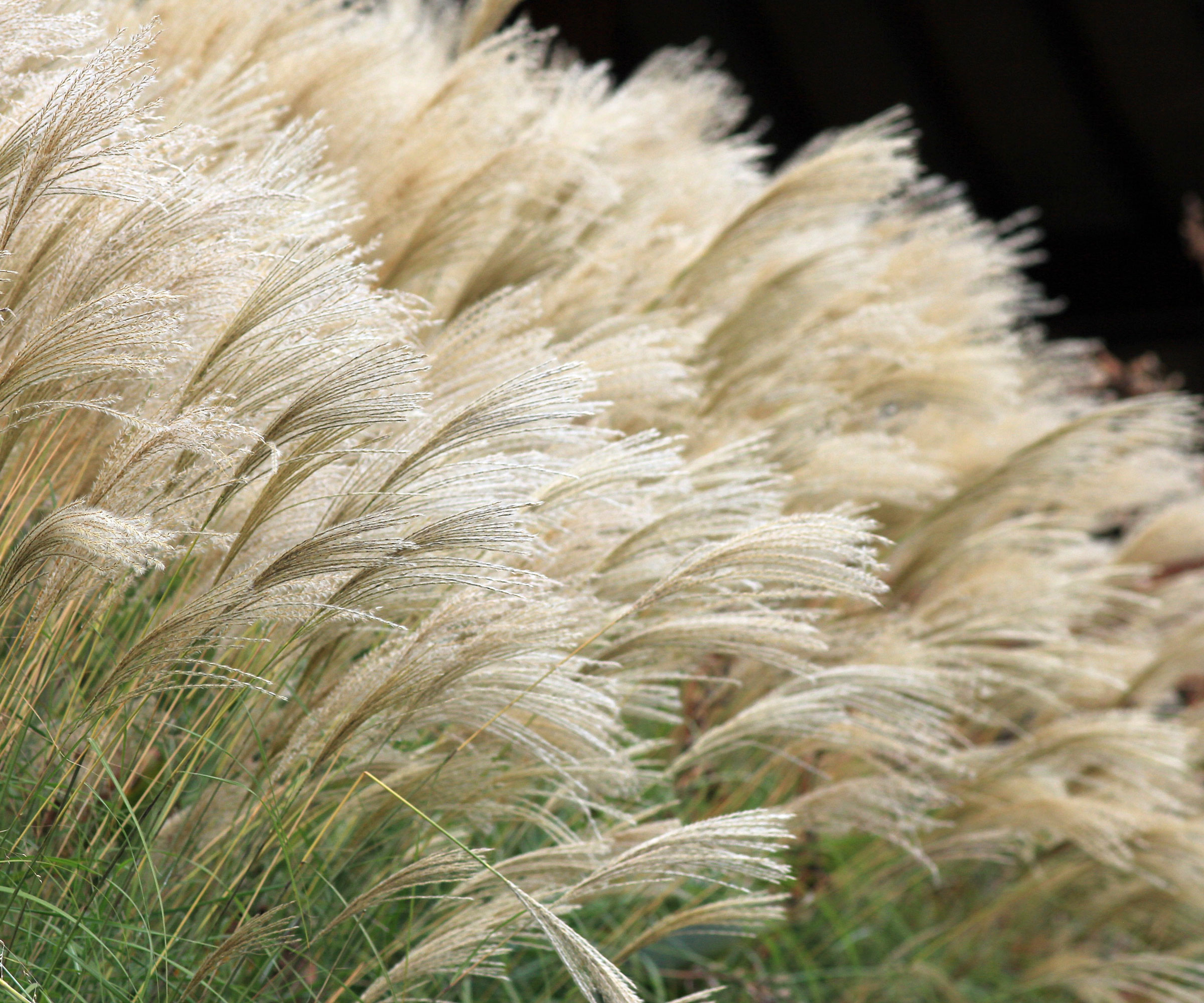 feather reed grass in garden border