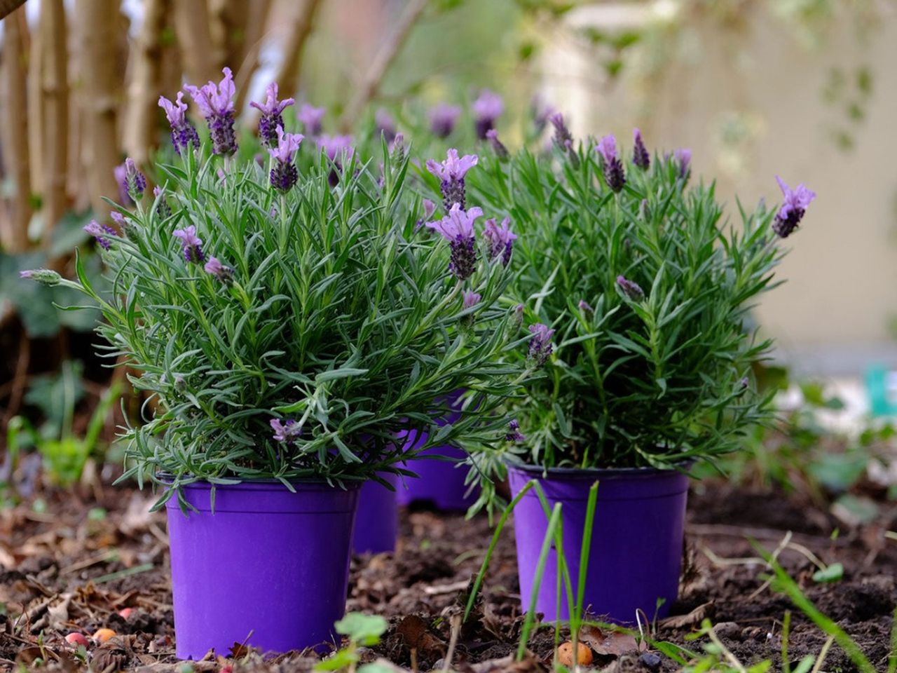 Purple Pots Full Of Purple Flowers In The Garden