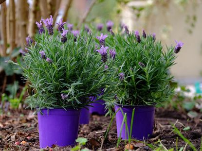 Purple Pots Full Of Purple Flowers In The Garden