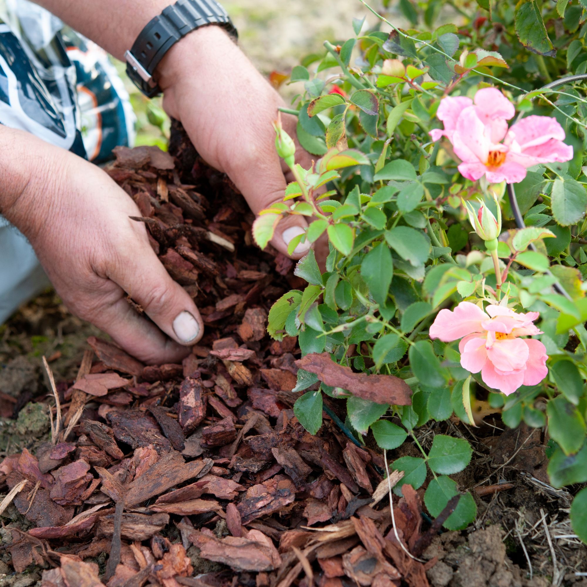 applying mulch to roses