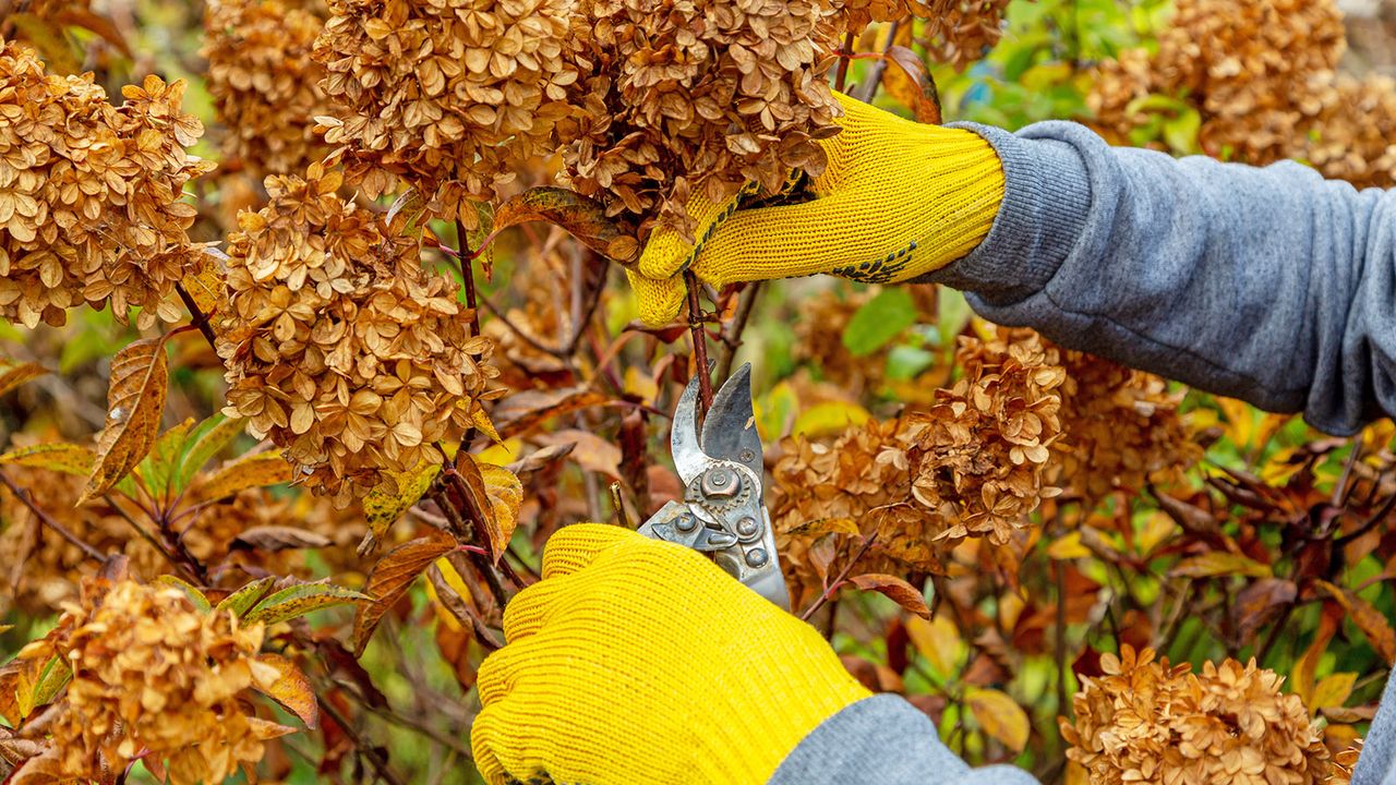 Gardener with yellow gloves prunes hydrangea