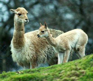 Georgie, the Belfast Zoo's new baby vicu