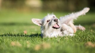 Dog rolling on grass, which could lead to patchy grass