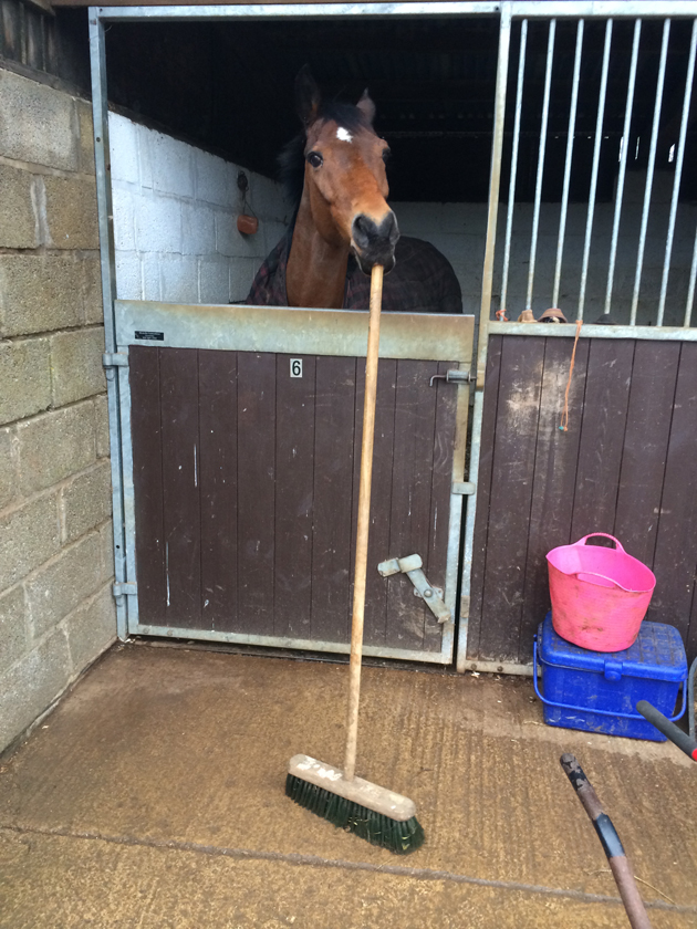 broomhorse1