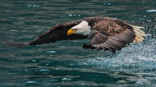 In a separate incident from the one described here, a loon launches out of the water to scare off a bald eagle.