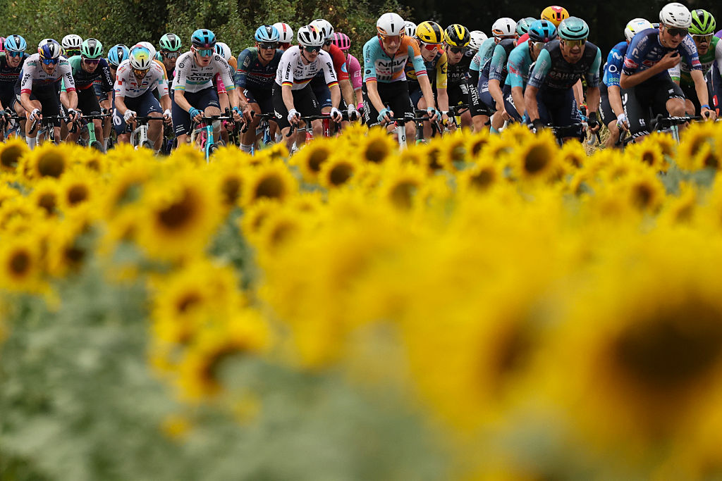 The pack of riders (peloton) cycles past un sunflower field during the 12th stage of the 113th edition of the Tour de France cycling race, 181 km between Circuit de Nevers Magny-Cours and Chalon-sur-Sa&amp;ocirc;ne in central France, on July 16, 2026. (Photo by Anne-Christine POUJOULAT / AFP)