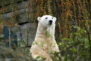 Lars, a polar bear in Germany’s Wuppertal Zoo, caught a deadly, zebra-derived virus, but survived. 